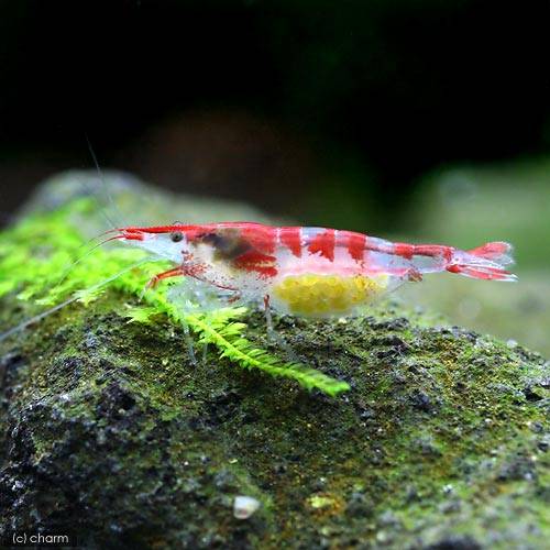 �ʥ��ӡ˥�꡼������ס�10ɤ�ˡܥ��饯�顡������ץߥͥ��Ca�ܡ�100ml���ܽ��͹����