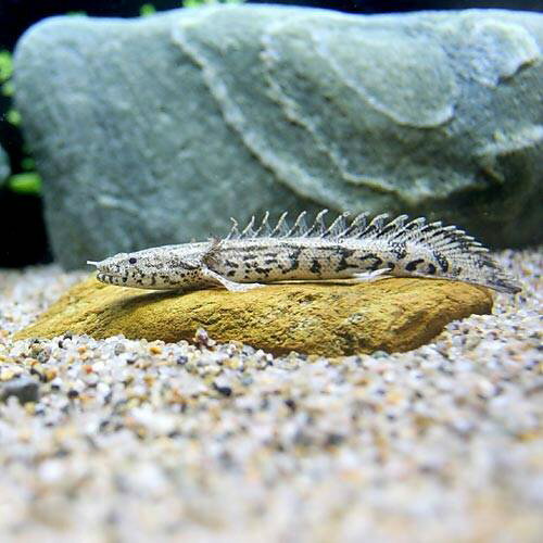 楽天市場】エンドリ ケリーの通販