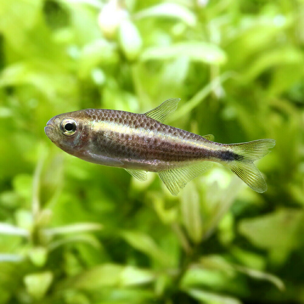 Neon Tetra - （熱帯魚）パープルレインボーコギャル・テトラ（1匹）　北海道・九州航空便要保温