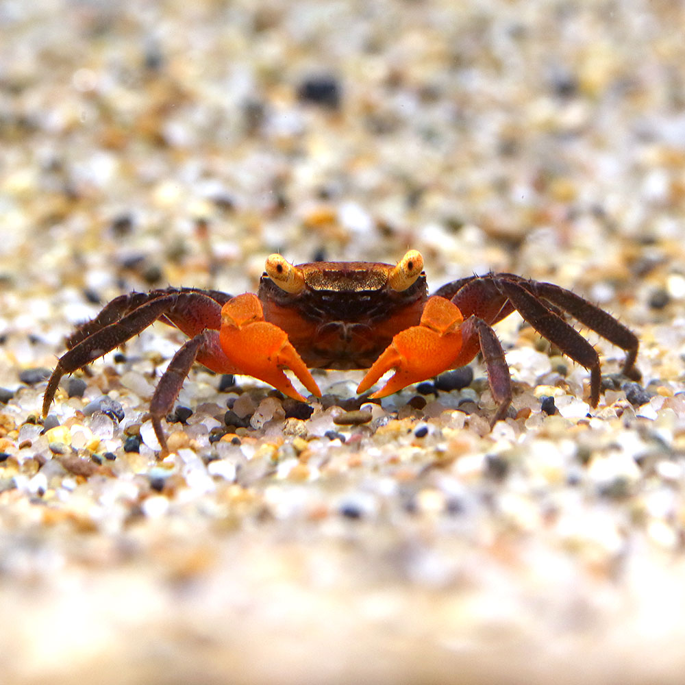 （エビ・カニ）（B品）ブルーバンパイア・クラブ（3匹）　北海道・九州航空便要保温