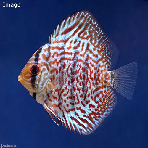 （熱帯魚）レオパードスキン・ディスカス（Sサイズ）（1匹）　北海道航空便要保温