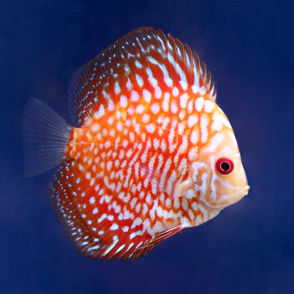 （熱帯魚）ポルカドットラフレシア・ディスカス（Sサイズ）（1匹）　北海道航空便要保温