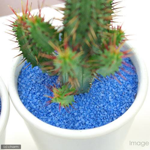 ���ܥƥ��¿���ξ��꺽���ʥ������֥롼�ˡ�50g������������