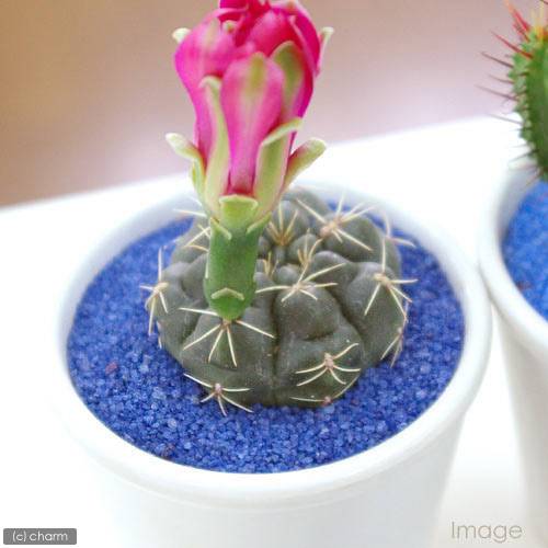 ���ܥƥ��¿���ξ��꺽���ʥͥ��ӡ��ˡ�50g������������