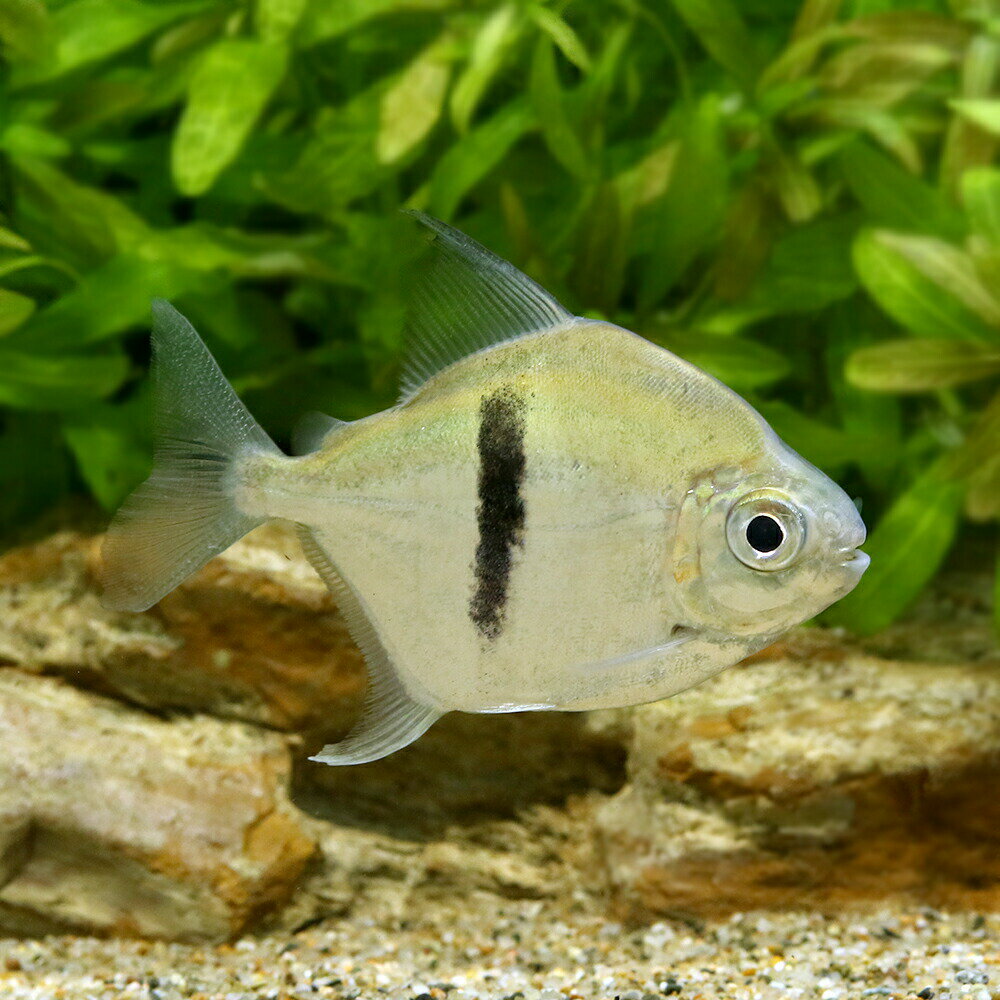 （入荷未定）（熱帯魚）ブラックバンデッド・メチニス　コロンビア（1匹）　北海道・九州航空便要保温