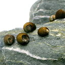 (エビ・貝)(B品)石巻貝(50匹)(+1割おまけ) 北海道・九州航空便要保温