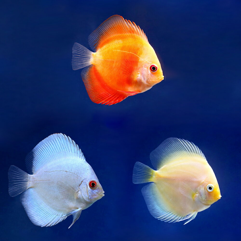 Other - （熱帯魚）ディスカス3種　Eセット（Sサイズ）（各1匹）　北海道・九州航空便要保温