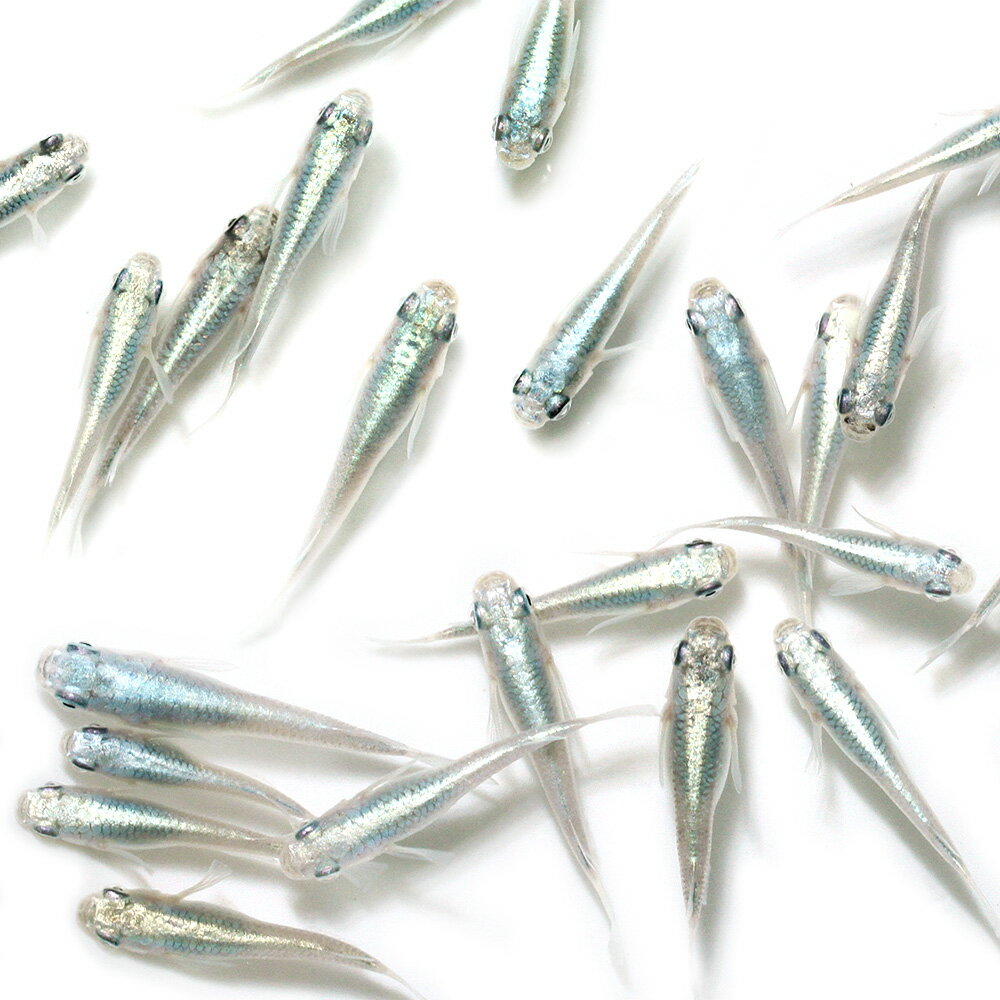 （めだか）幹之メダカ　鉄仮面（3ペア）