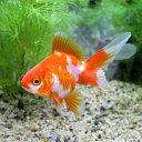 (国産金魚)更紗琉金(5匹)