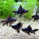 (国産金魚)出目金 黒(5匹)