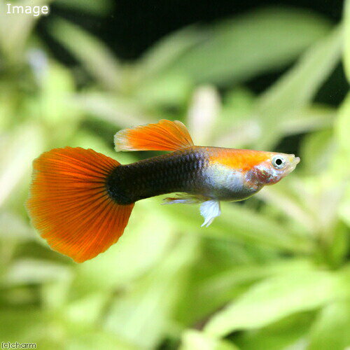 （熱帯魚）レッドテールタキシード・グッピー　オス（外国産）（10匹）　北海道・九州航空便要保温