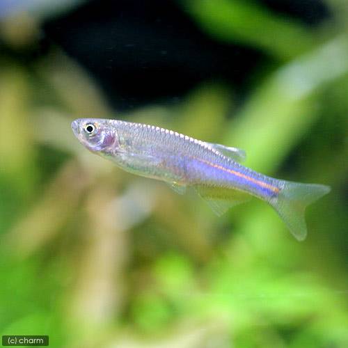 ��Ǯ�ӵ��˥ѡ��롦���˥���12ɤ�ˡ��̳�ƻ���彣�Ҷ������ݲ�