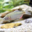 (淡水魚)ヤリタナゴ(3匹)
