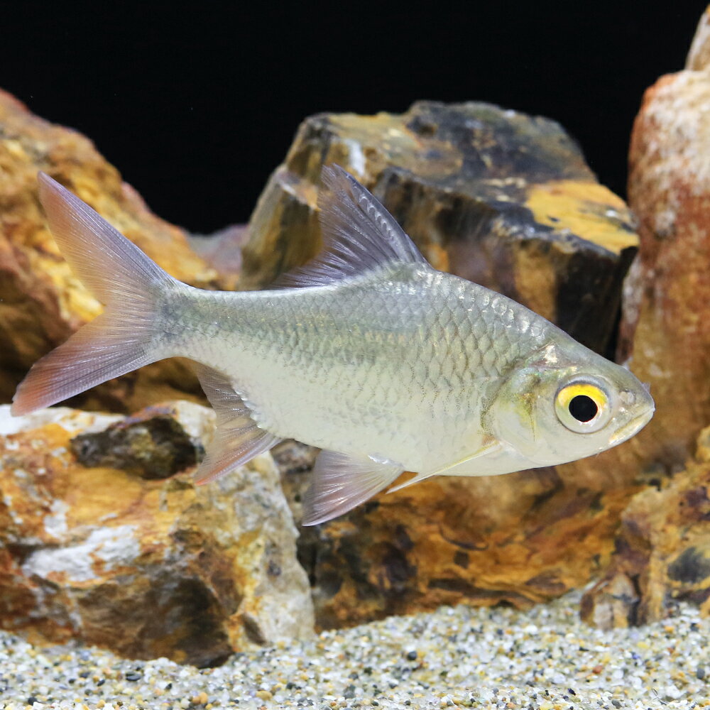 （熱帯魚）レッドフィンバルブ（1匹）　北海道・九州航空便要保温