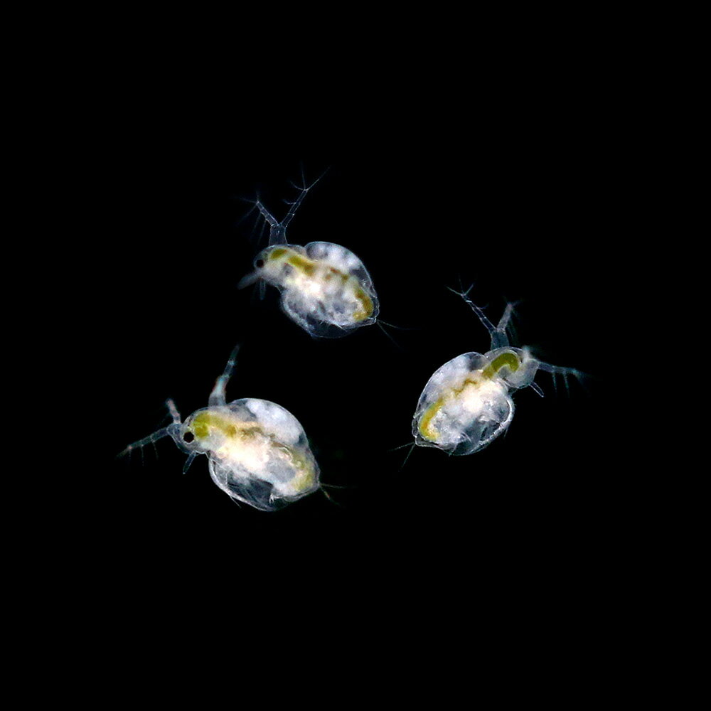 �����¡ˡʤ�������̵��ޥ������12ɤ�ˡܥ��ޥߥ������������500ml��1�ܡ��̳�ƻ���彣�Ҷ������ݲ�