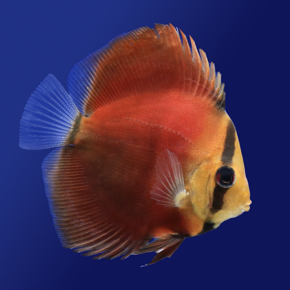 乐天商城 - （熱帯魚）サンメラー・ディスカス（Sサイズ）（1匹）　北海道・九州航空便要保温