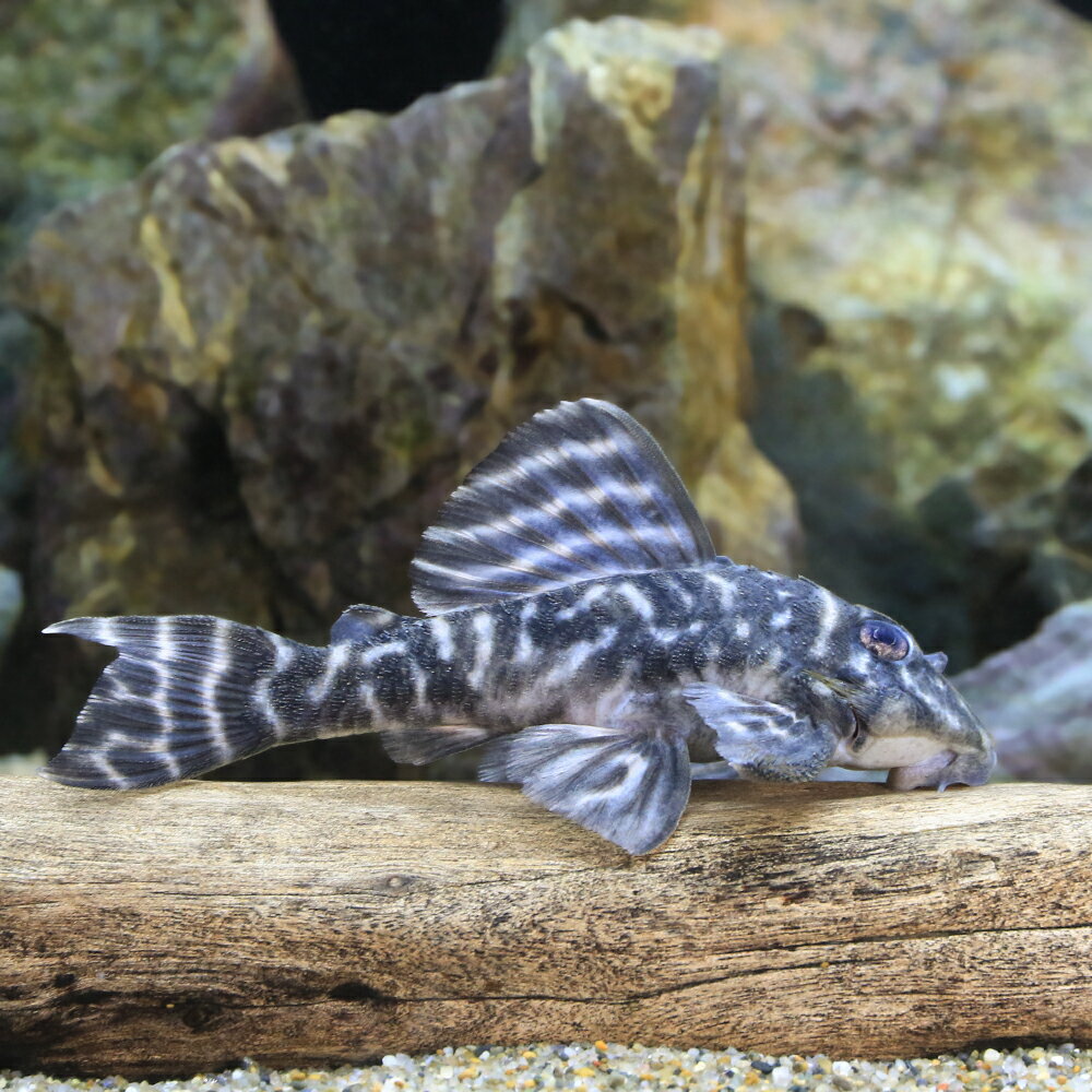 （熱帯魚）ダークエビル・ペコルティア　ヤムンダ産　L−475（ワイルド）（1匹）　北海道・九州航空便 ...