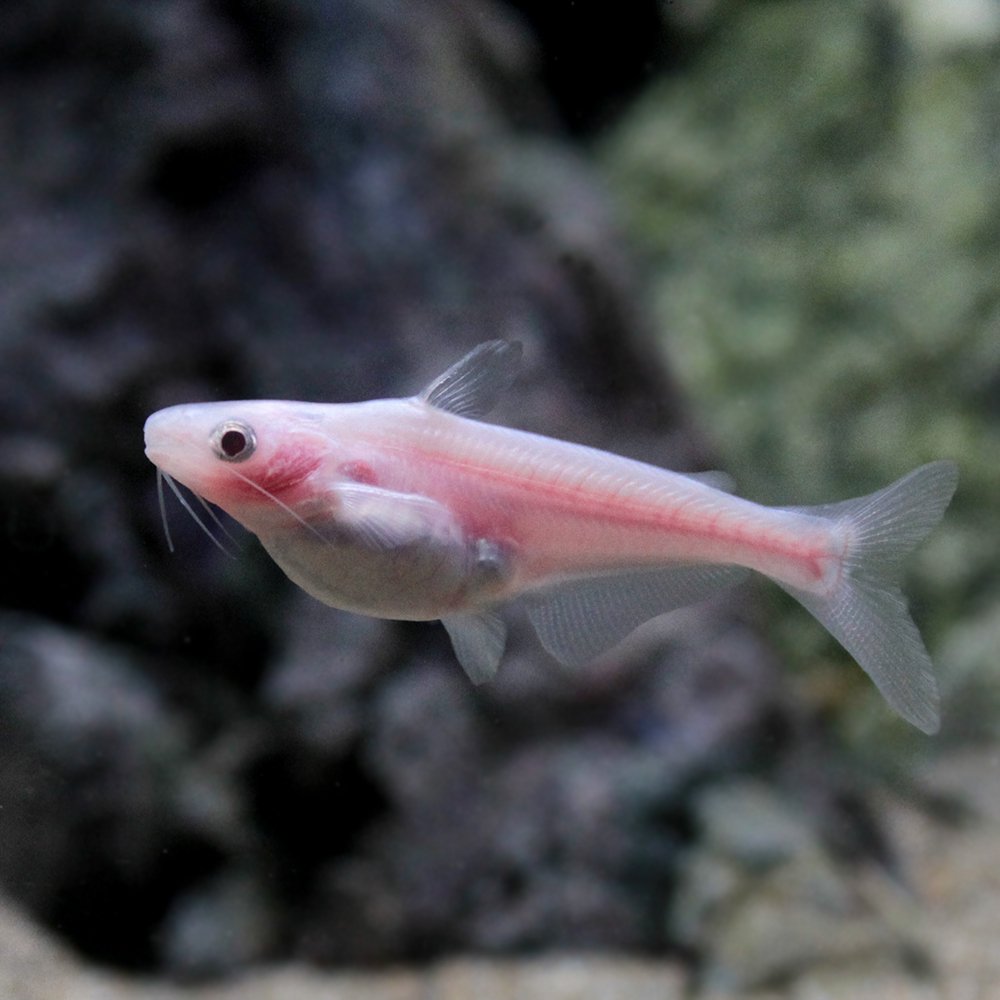 （熱帯魚）アルビノカイヤン（1匹）　北海道・九州航空便要保温