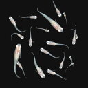 (めだか)無選別 王妃メダカ 稚魚(5匹)