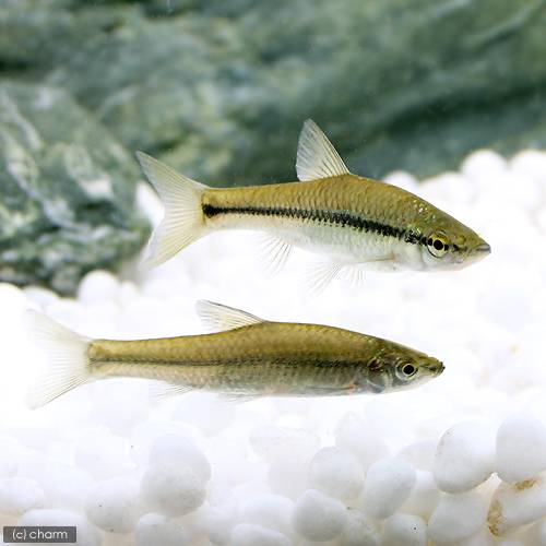 （淡水魚）モツゴ（10匹）