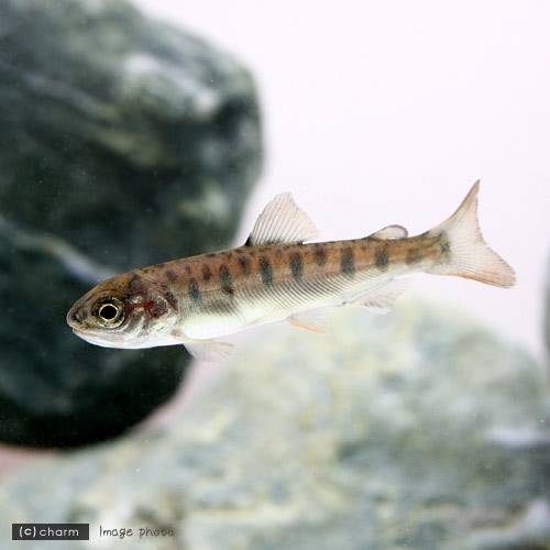（淡水魚）ヤマメ Sサイズ（10匹）