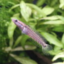 (熱帯魚)チャンナ・プルクラ ブリード(1匹) 北海道航空便要保温