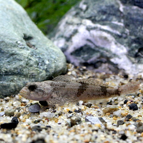 （淡水魚）カジカ Mサイズ（3匹） 北海道・九州航空便要保温