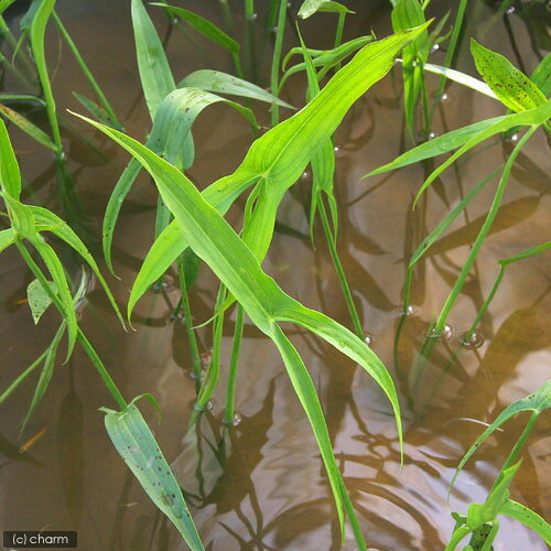 （ビオトープ）水生植物　アギナシ（1ポット）　抽水植物