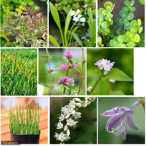 （ビオトープ）水生植物 オススメ ビオ植物（5ポット）メダカ 産卵（休眠状態）