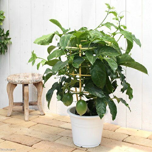 （観葉植物）緑のカーテン　パッションフルーツ　実付き　6号（1鉢）　果物　フルーツ