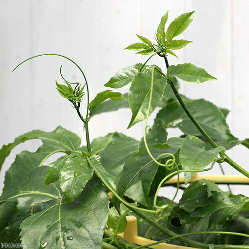 （観葉植物）緑のカーテン　パッションフルーツ　実付き　6号（1鉢）　果物　フルーツ