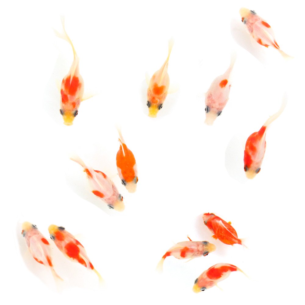 （国産金魚）桜玉サバ （1匹）