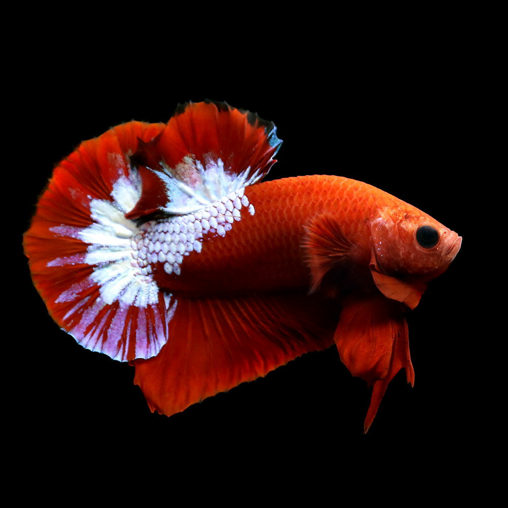 （熱帯魚）ベタ・ハーフムーンプラカット　ヘルボーイ（1ペア）　北海道・九州航空便要保温