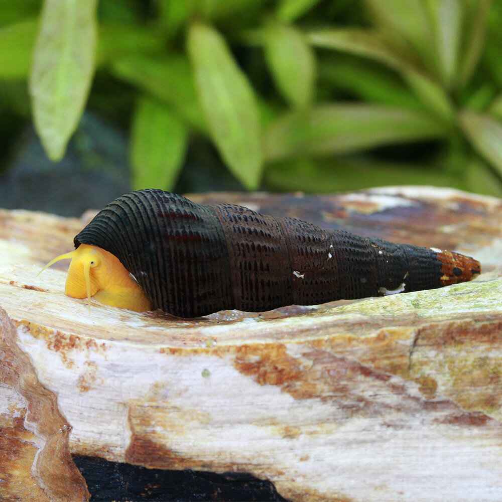 �ʥ��ӡ����˥���󥸥�ӥåȡ����͡����1ɤ�ˡ��̳�ƻ���彣�Ҷ������ݲ�