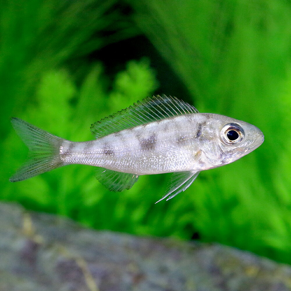 （熱帯魚）キアソファリンクス フルキフェール Kabogo（ヨーロッパブリード）（1匹） 北海道 九州航空便要保温