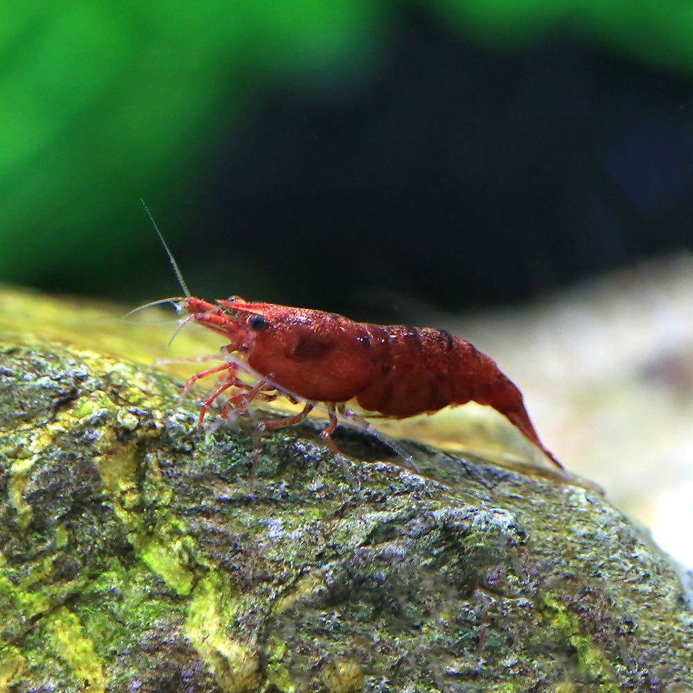 (エビ)ハイグレード チェリーレッドシュリンプ(12匹)