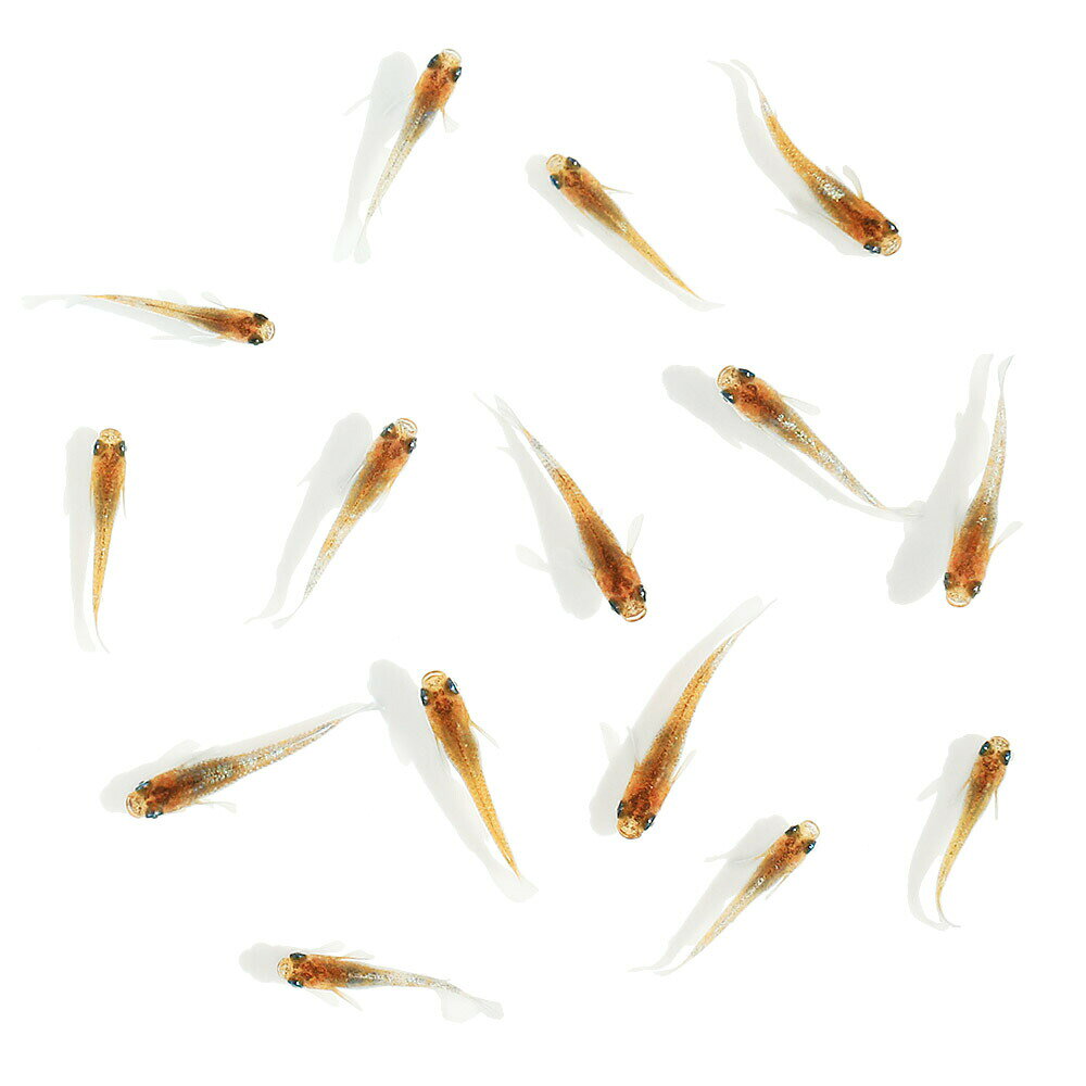 （めだか）無選別　朱光菊メダカ　稚魚（5匹）