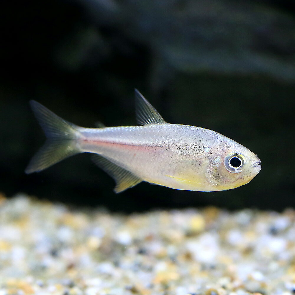 Neon Tetra - （熱帯魚）ピンクレモンテトラ（ワイルド）（1匹）　北海道・九州航空便要保温
