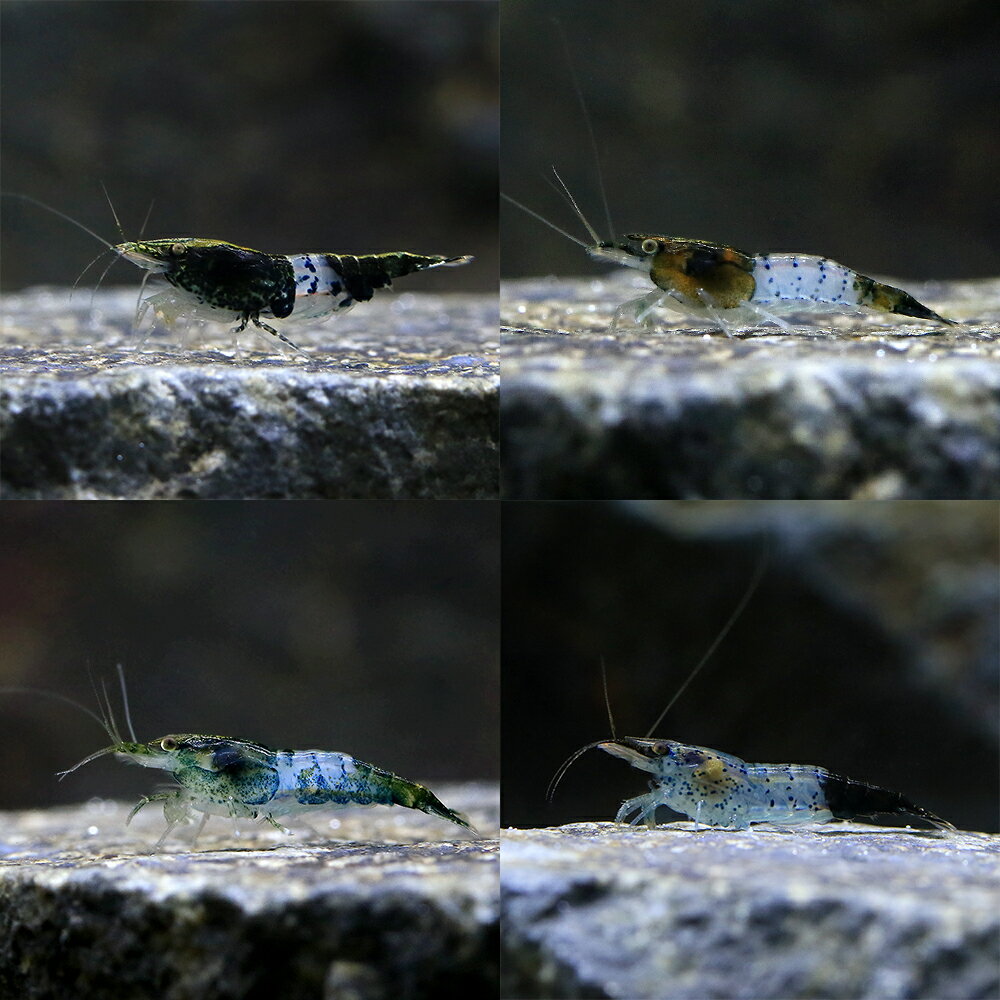 �ʥ��ӡ˥��꡼���꡼������ס�5ɤ�ˡ��̳�ƻ���彣�Ҷ������ݲ�