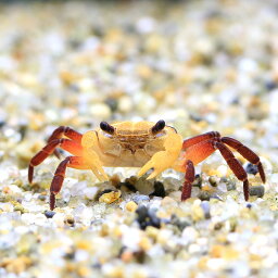 （エビ・カニ）ボルネオブルー・クラブ（1匹）　北海道・九州航空便要保温