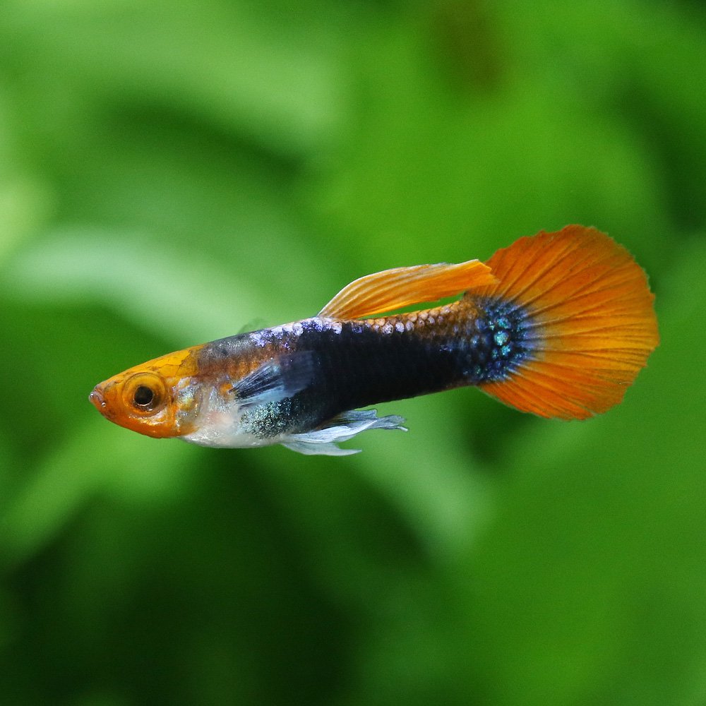 （入荷未定）（熱帯魚）丹頂タキシード・グッピー　オス（外国産）（3匹）　北海道・九州航空便要保温