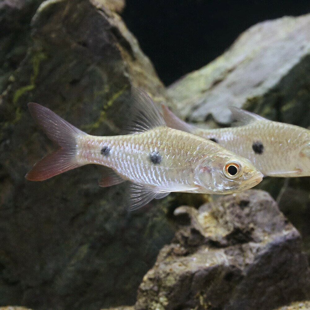 Other - （熱帯魚）ハンパラ・アンパロング（1匹）　北海道・九州航空便要保温