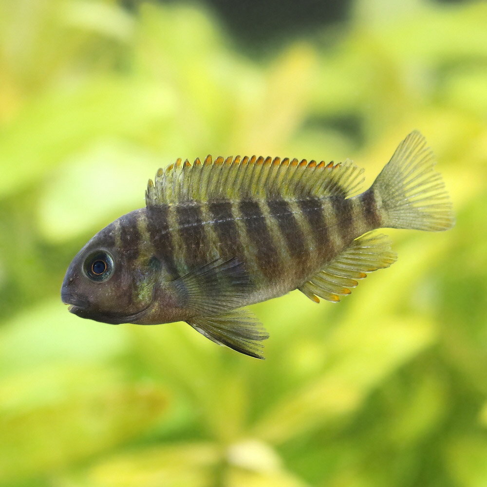 Other - （熱帯魚）トロフェウス・モーリー　キピリ（3匹）　北海道・九州航空便要保温