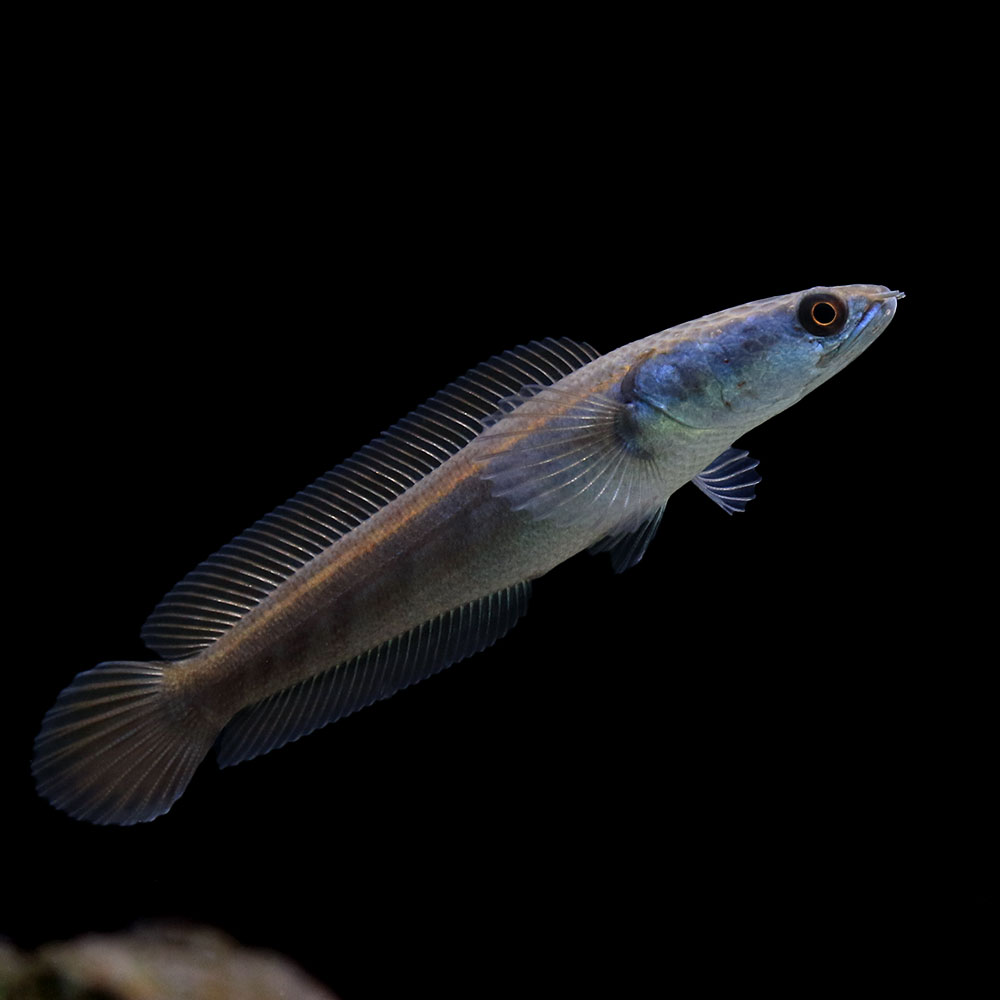（熱帯魚）チャンナ　マルリオイデス　サンピット産（1匹）　北海道・九州航空便要保温