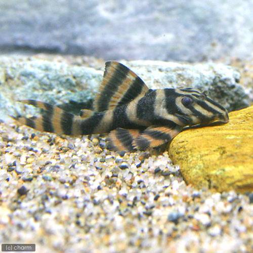 乐天商城 - （熱帯魚）ローライマスーパーレッドタイガー・プレコ（ワイルド）（1匹）　北海道・九州航空便要保温
