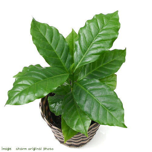 （観葉植物）コーヒーの木　3号（1ポット） chanet3980-10059884 charm 3980 楽天市場店 サンプル画像2