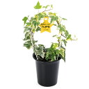 (観葉植物)アーチ仕立て ヘデラ(アイビー)(品種おまかせ) アーチ仕立て 4号(1鉢)