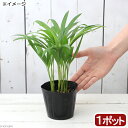 (観葉植物)ヤシ アレカヤシ 3〜3.5号(1ポット)