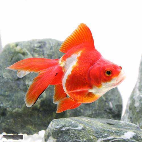 �ʹ񻺶��������ΰ�⡡���ӡ�1ɤ��