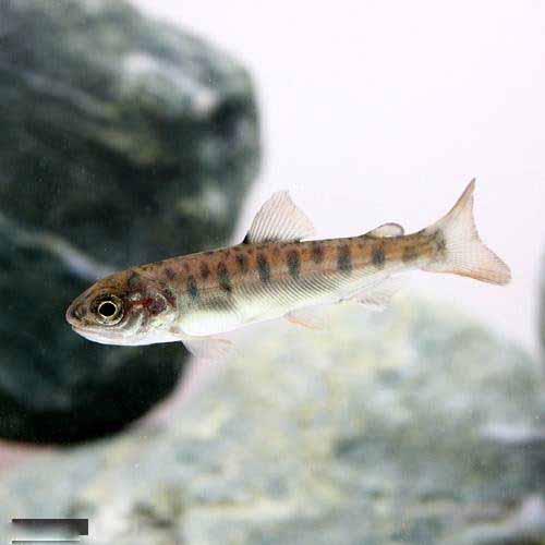 （淡水魚）ヤマメ Sサイズ（1匹）